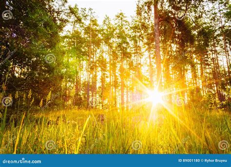 Sunset Or Sunrise In Forest Landscape Sun Sunshine With Natural Stock