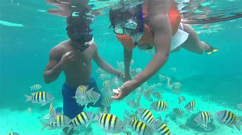 Snorkeling Jamaica Youtube