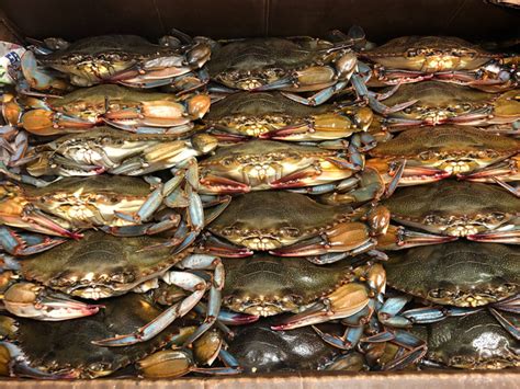 Maryland Soft Crabs Cruising Crab