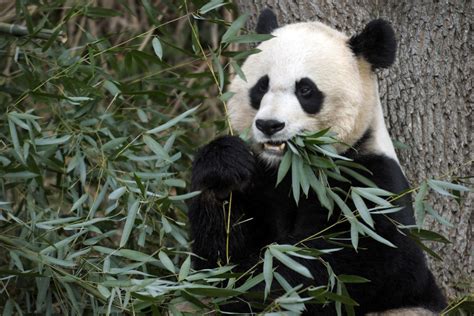 Government Shutdown Spells Bad News For National Zoos Panda Cam