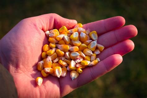 How To Grow Corn From Seeds Top Tips