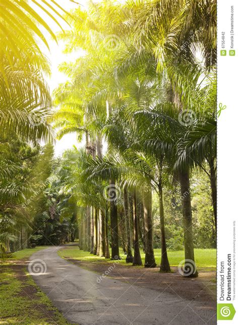 Il Viale Delle Palme Cubane Palma Reale Sulle Mauritius Regia Del