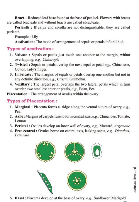 Cbse Notes Class 11 Biology Morphology Of Flowering Plants Aglasem