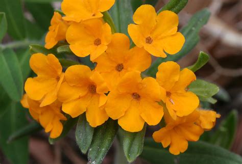Hoary Puccoon Msum Regional Science Center Prairie Plants · Inaturalist