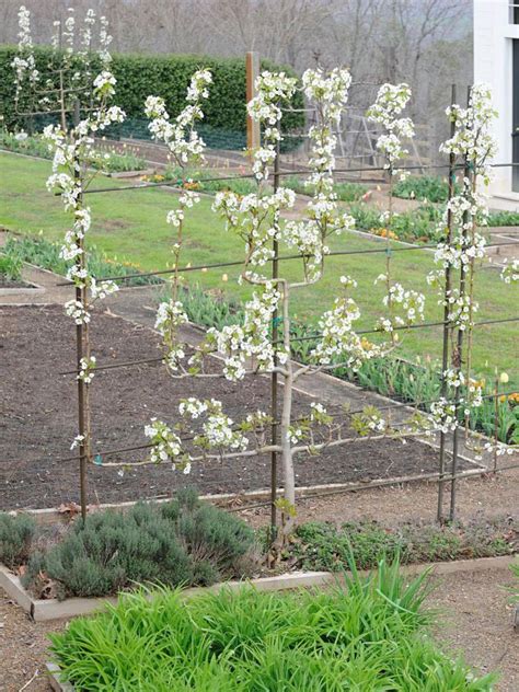 When do bonanza peach trees go dormant? Edible Landscape Design | Outdoor Design - Landscaping ...