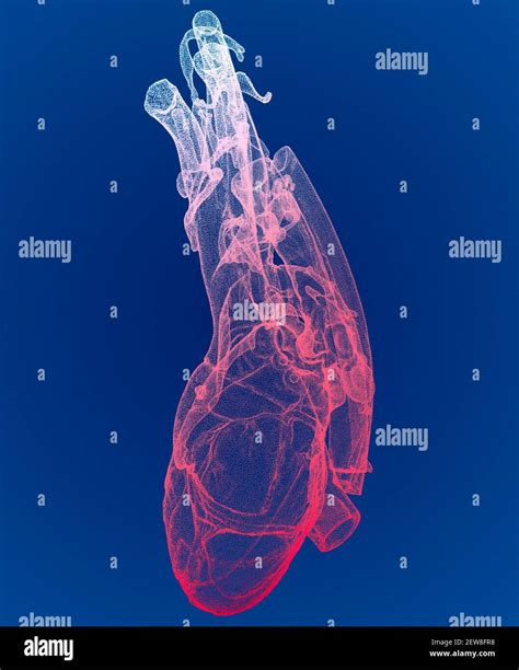Anatomia Del Corpo Umano E Del Cuore 3d Immagini E Fotografie Stock Ad