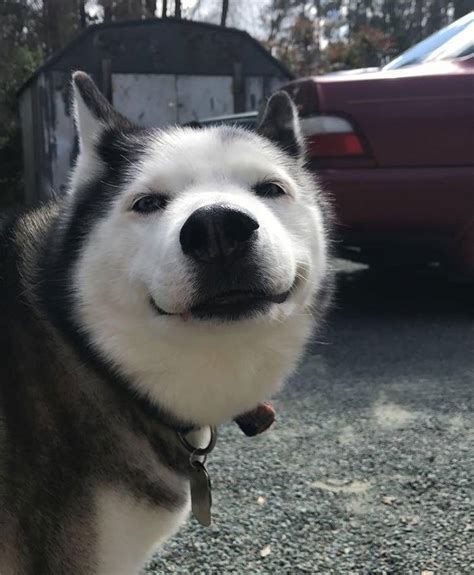 I've got a , but i'm done posting unless this gets positive feedback. 18 Funny Husky Photos That Prove They Are The Weirdest Of All Breeds | Top13