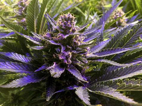 Purple Kush Feminized Seeds Buy Cannabis Seeds Online
