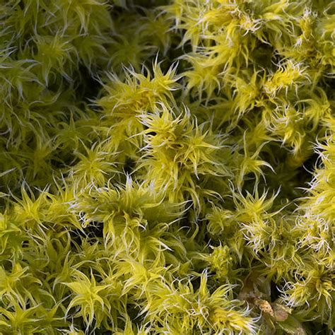 Living New Zealand Long Fiber Sphagnum Moss One Quart