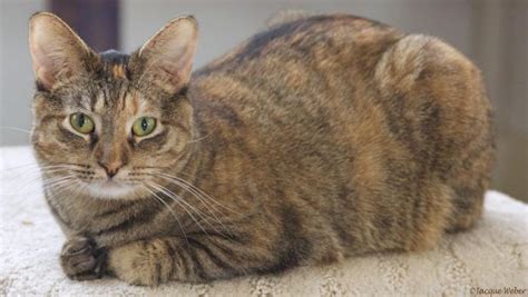 Torbie Tortoiseshell Tabby Cat Facts With Pictures