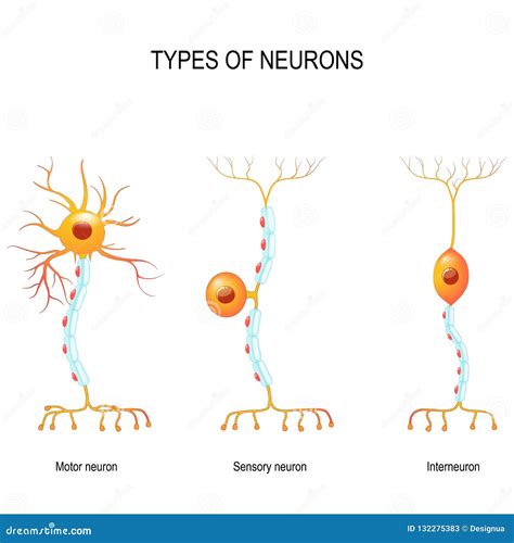 Neurona Sensorial Neurona De Motor E Interneuron Ilustración Del