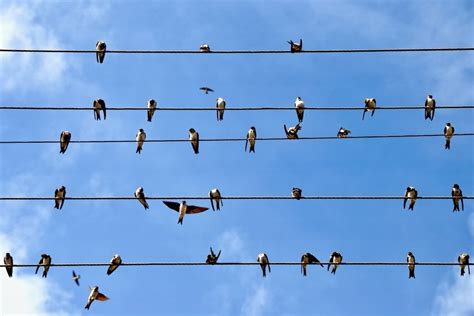 Why Don T Birds Sitting On Overhead Wires Get Electrocuted