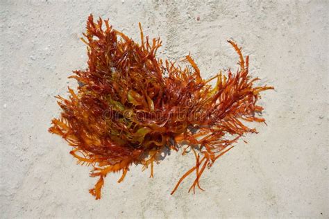 Rhodophyta Red Algae In Quintana Roo Mexico Stock Photo Image Of