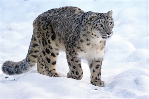 Snow Leopards No Longer Endangered Hphs Media