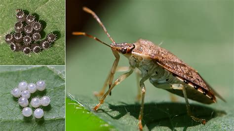 Stink Bugs Protect Their Eggs By Changing Their Color Science Aaas