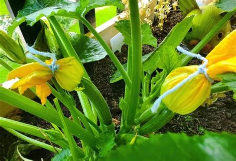 Check spelling or type a new query. Tips On Planting And Growing Zucchini In Containers Or Pots