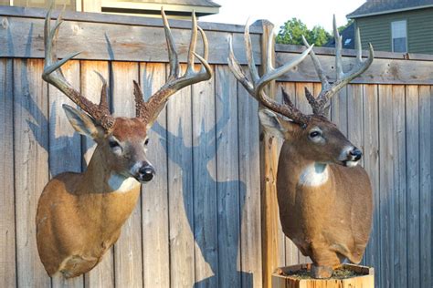 Ryan Provance Buck 180 Inch Mississippi Tank North American Whitetail