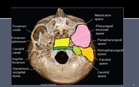 Skull Base Development And Anatomy