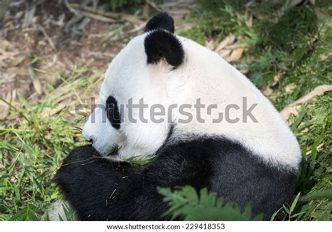 Panda Sitting Down Among Foliage Stock Photo Edit Now 229418353