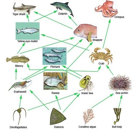 Deep Sea Ecology Deep Sea Food Webs