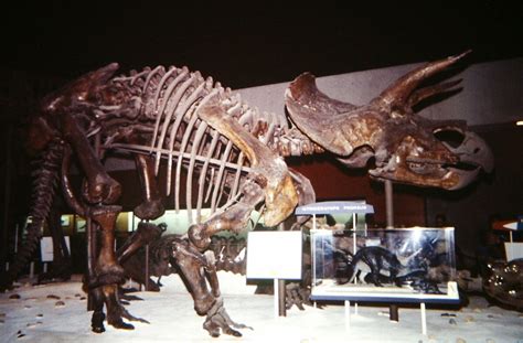 Triceratops Smithsonian Wiki Fandom