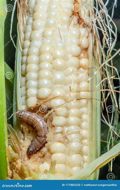 Fall Armyworm On Damaged Corn With Excrement Stock Photo Image Of