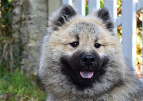 Cachorro Parecido Com Urso