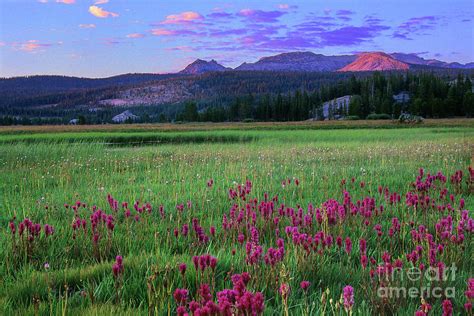 Sunset Wildflowers Tuolumne Meadows Yosemite National Park C