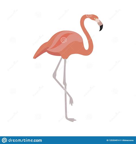 Pink Flamingo Vector Illustration Isolated On White Background Stock
