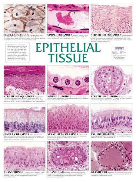 Wall Chart Epithelial Tissue Basic Anatomy
