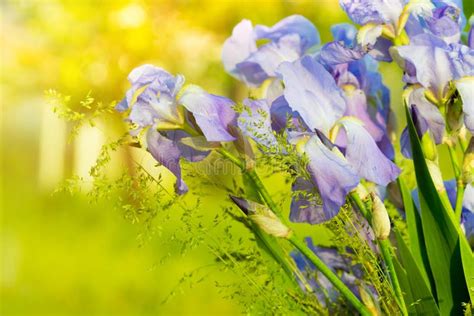 Iris Flower Stock Photo Image Of Blue Grass Blooming 41153176