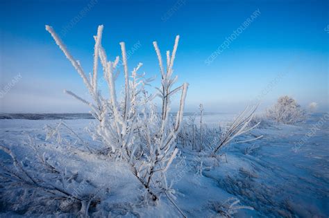 Hoar Frost And Rime Ice Stock Image C0128915 Science Photo Library
