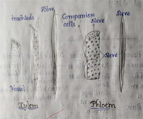Explain About Xylem And Phloem By Drawed Diagrams Dont Copy From