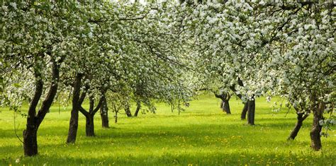 Landscape With Blossoming Apple Garden In Spring Stock Image Image Of