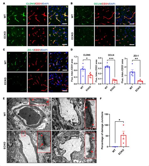 Endothelial cell specific deletion of β catenin decreases TJ protein