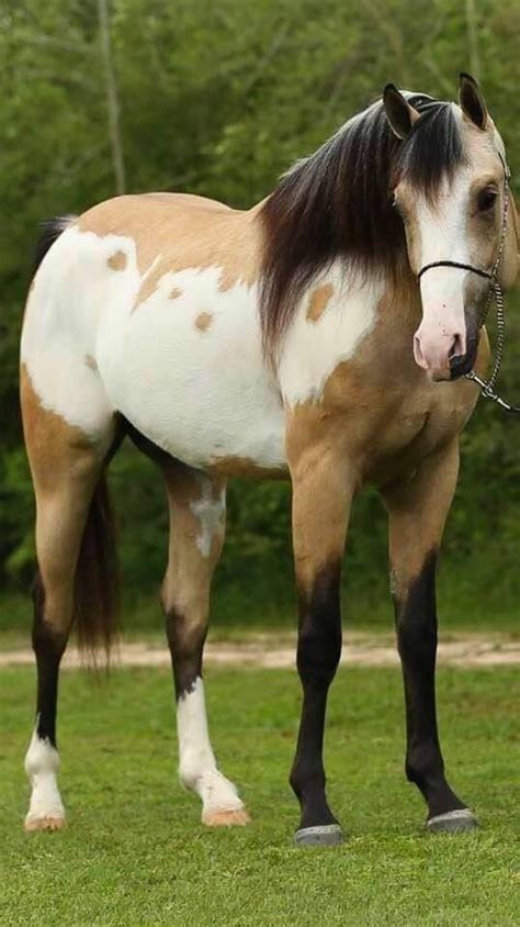 Buckskin Paint Horse Breed Buckskin Lusitano Stallion Ubrique