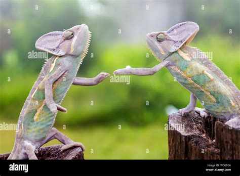 Two Chameleons Hi Res Stock Photography And Images Alamy