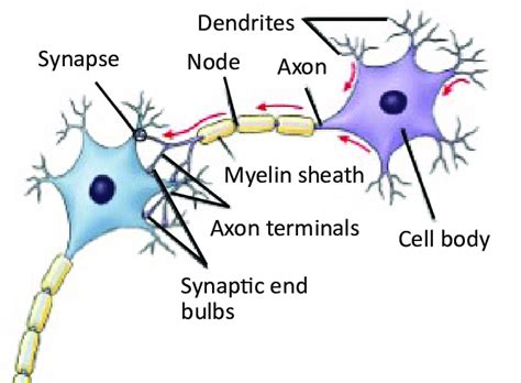 Modelo De Una Neurona Biológica 6 Fuente