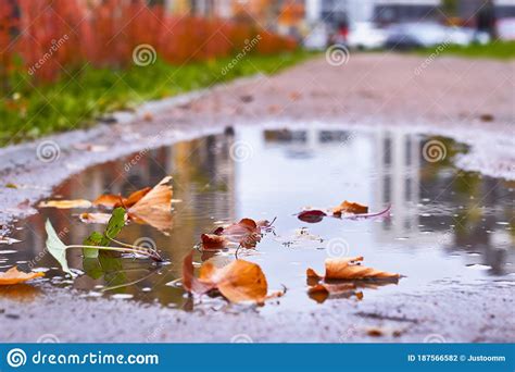 Autumn Puddle After Rain With Autumn Yellow And Maroon Leaves Stock