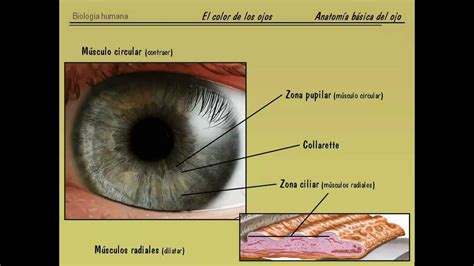 El Color De Ojos En Humanos Parte I Anatomía Básica Y Física Del