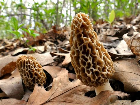 How To Find Morel Mushrooms Mushroom Hunting Tip