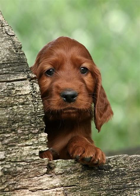 126 Best Irish Setter Images On Pinterest Irish Irish Setter Puppies