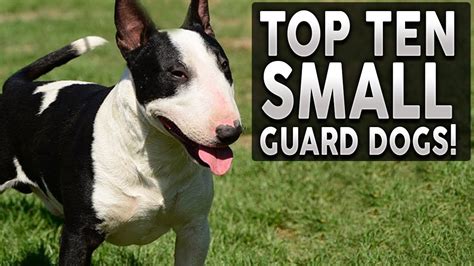 Top 10 Small Guard Dog Breeds Youtube
