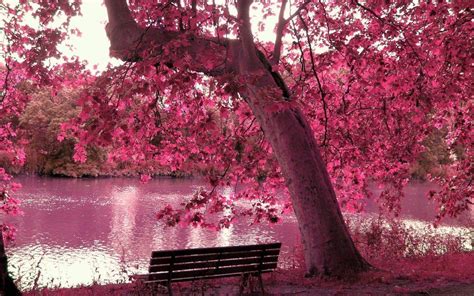 Free for commercial use no attribution required high quality images. Cherry Blossom Desktop Backgrounds - Wallpaper Cave