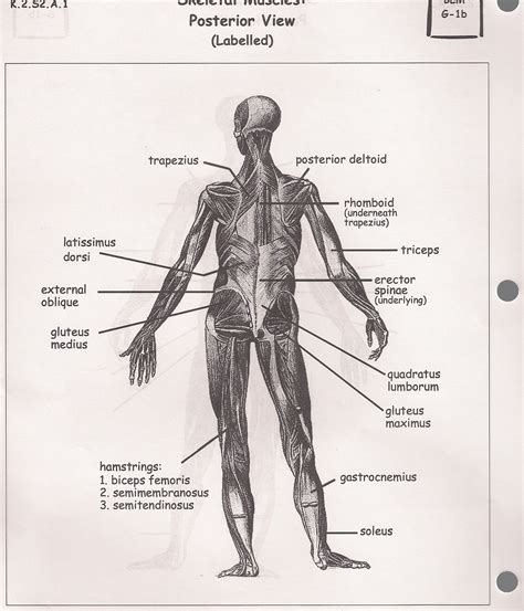 Skeletal Muscle Anatomy Posterior