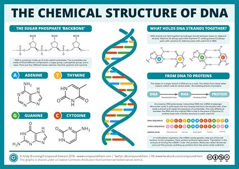 The two strands are held together by hydrogen bonds between the nitrogenous bases of the. DNA- Structure, Properties, Types and Functions