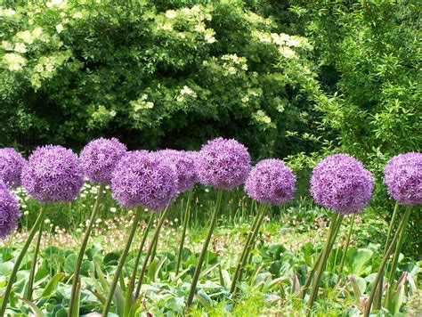 Planting Allium Bulbs In The Garden And In Containers