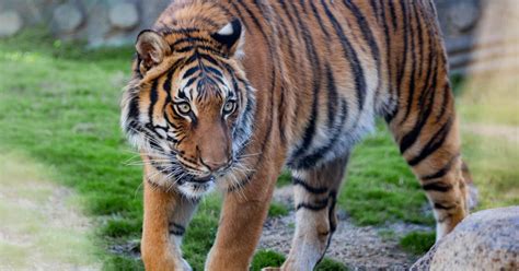 Tulsa Zoo Announces Departure Of Beloved Malayan Tiger Local And State
