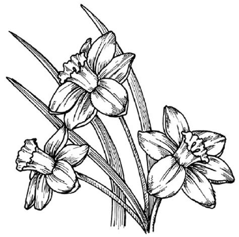Now customize the name of a clipboard to store your clips. Kinds Of Flowers Drawing | Free Reference Images - Cliparts.co