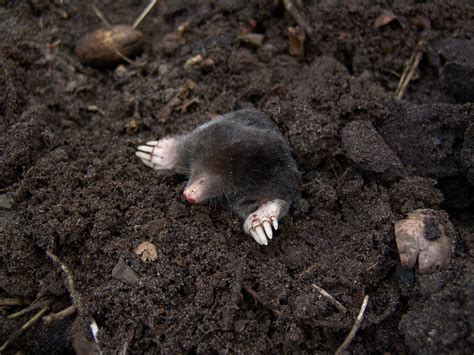 Moles How To Identify And Get Rid Of Moles In The Garden Or Yard The